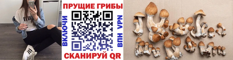 Псилоцибиновые грибы Psilocybe  Купить закладки  Кисловодск 